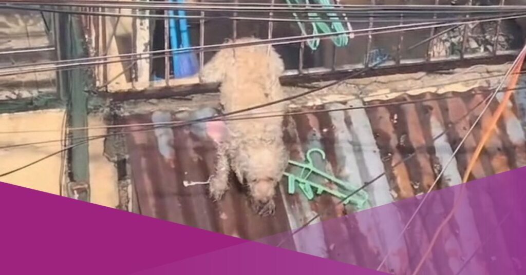 Viral Video Shows Firefighters in the Philippines Rescuing Dog Trapped in Fire