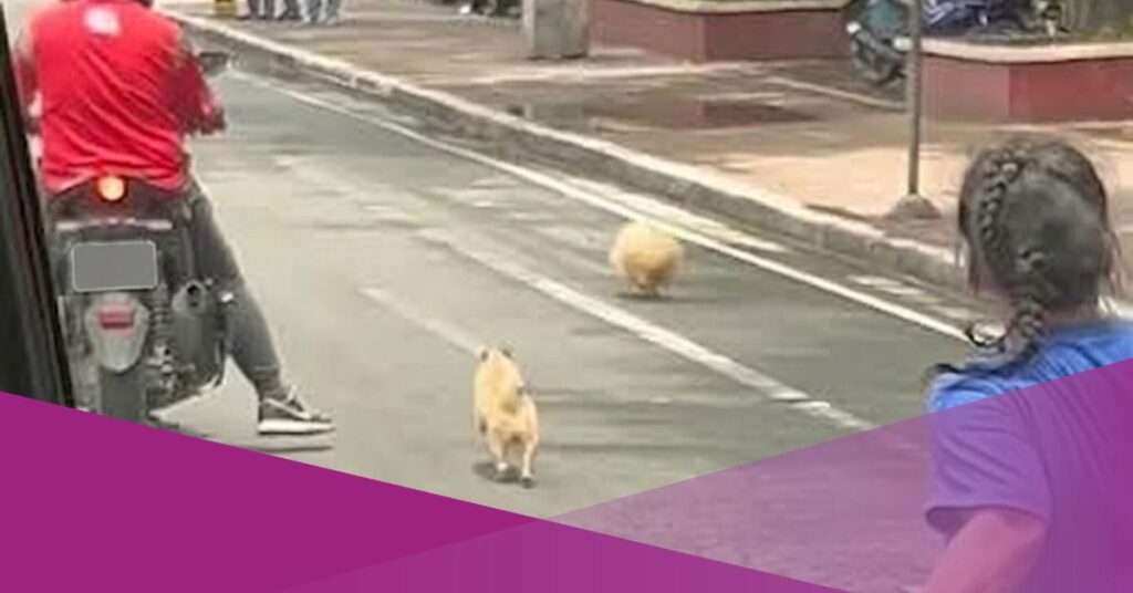 Viral Video Shows Woman Chasing Dogs That Run into Traffic in Philippines